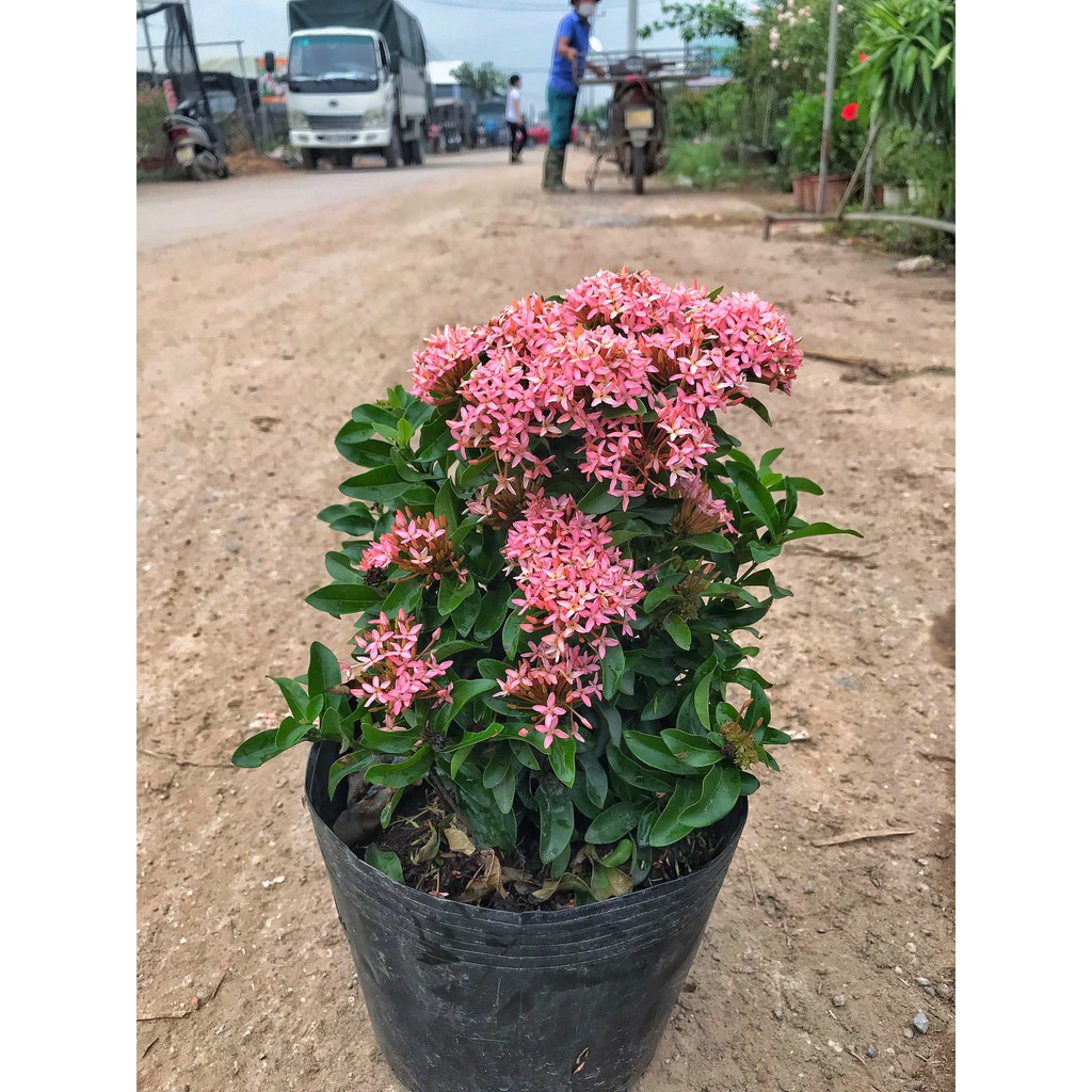Cây hoa mẫu đơn hồng cao 25-30 cm hoa nở bắt mắt dễ chăm sóc màu sắc lạ mắt trồng trang trí công viên, sân vườn
