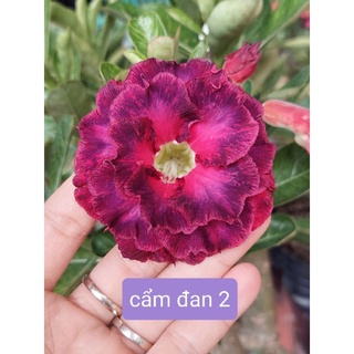 Cây sứ ghép__ combo 7 cây__7 màu