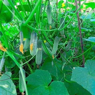 Hạt giống dưa chuột nếp siêu quả Thái Lan 10 hạt