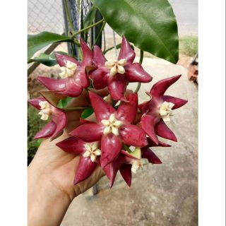 Cẩm cù khủng long hoa đỏ cây giống ( hoa to và thơm)