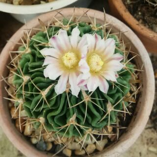 Xương rồng Trúc Ngọc