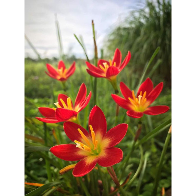 củ hoa huệ mưa đỏ pos