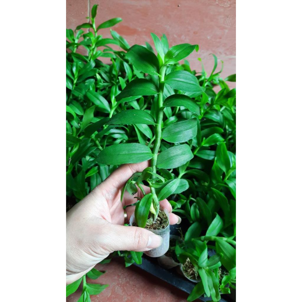 hoa phong lan 5 cánh trắng cấy mô | BigBuy360 - bigbuy360.vn