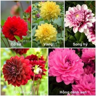 Cây giống hoa thược dược