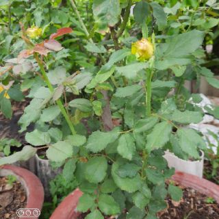 Dưỡng Rễ Humic Hợp Trí