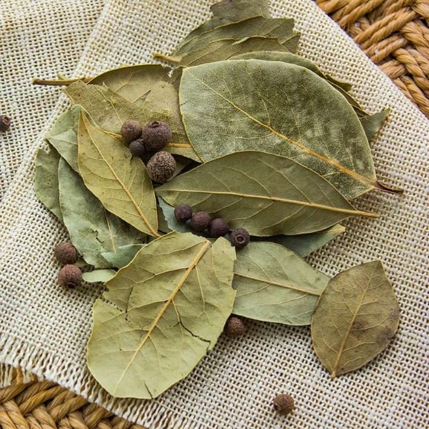 Lá nguyệt quế khô - Bay leaf