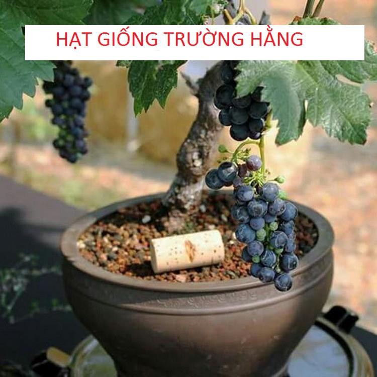 Hạt giống Nho lùn trồng chậu (gói 10 hạt)