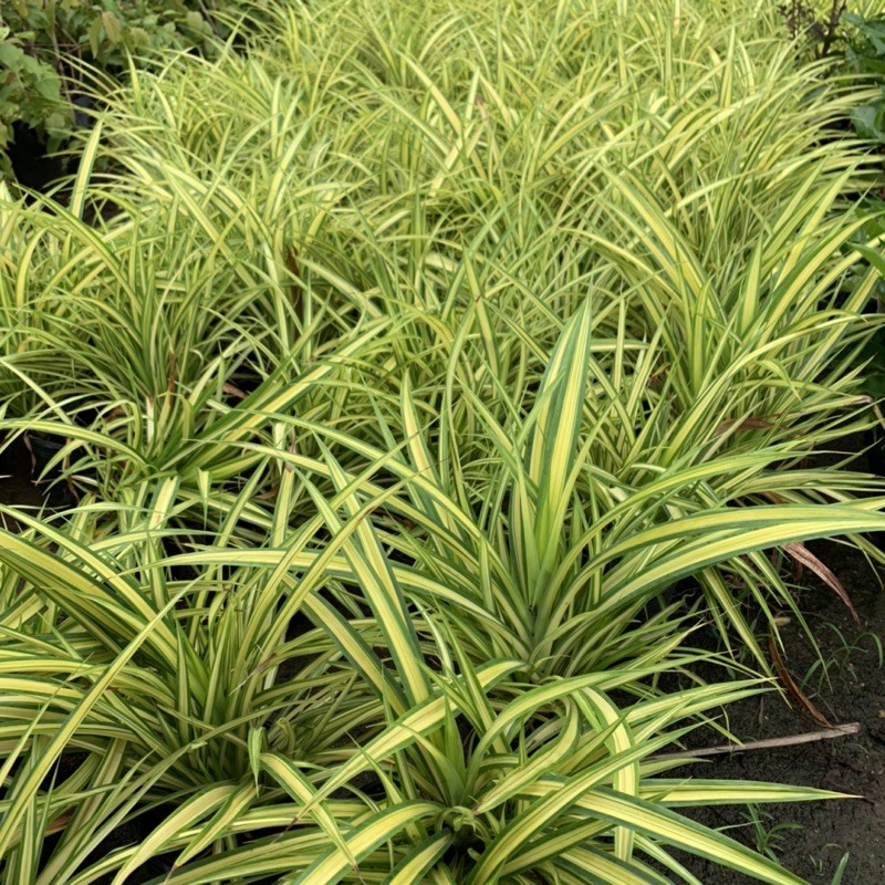 Cây dứa cảnh vàng cao 25cm, nhánh lá xum xuê tươi tốt, rất dễ trồng và chăm sóc, cây cảnh trồng công trình và sân vườn