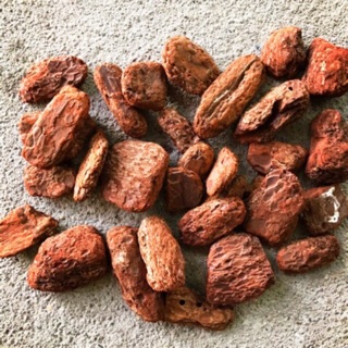 Sỉ vỏ thông đỏ bo viền, đã xử lý (bao ~10kg)