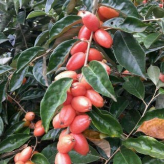 Combo 2 cây giống nhót ngọt siêu quả