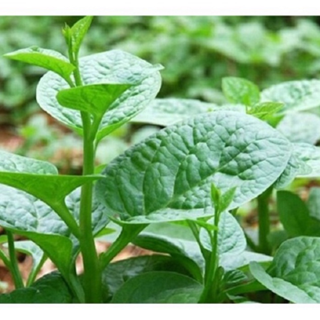 10 GRAM Hạt Giống Rau Mồng Tơi