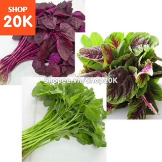 Giống Rau Dền ba màu