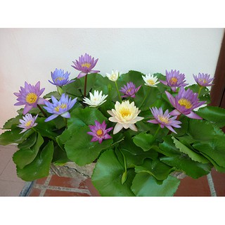 5 hạt giống hoa súng mini nhiều màu