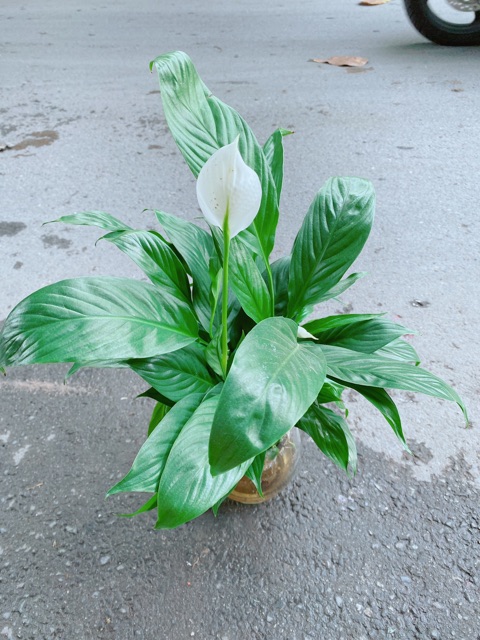 Chậu Lan Ý Thuỷ Sinh