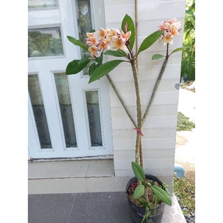 Cây sứ đại thái màu mới hoa thơm
