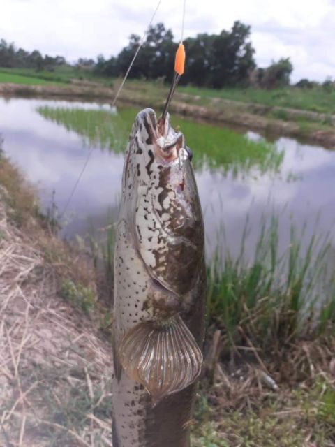 LƯỠI câu cá lóc