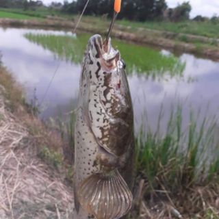 LƯỠI câu cá lóc