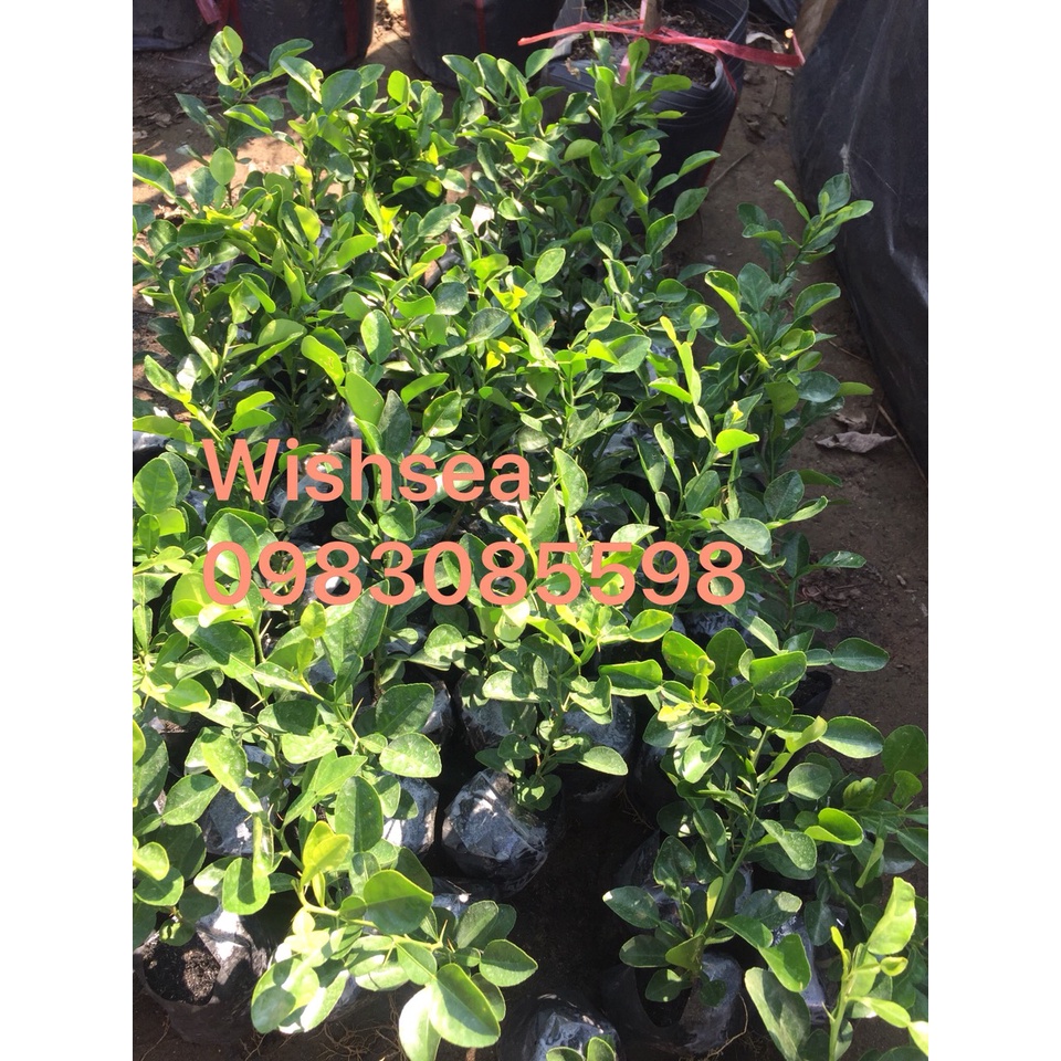 Cây chanh chúc, chanh thái lan, chanh não người