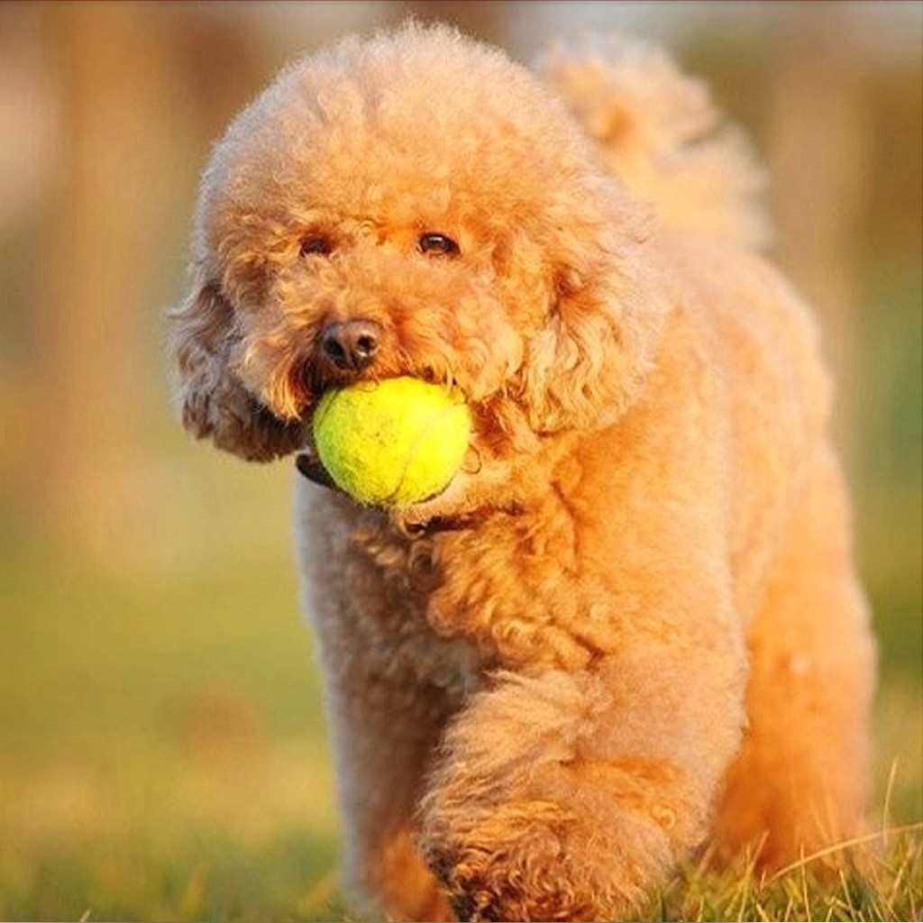 Tennis Balls, 3 Pcs Training Sport Play Cricket Dog Toy