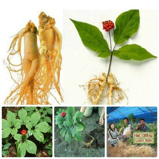 HẠT GIỐNG NHÂN SÂM MỸ - Thần Dược Quý Hiếm, Đa Công Dụng.
