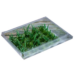 Bụi cây dại diorama