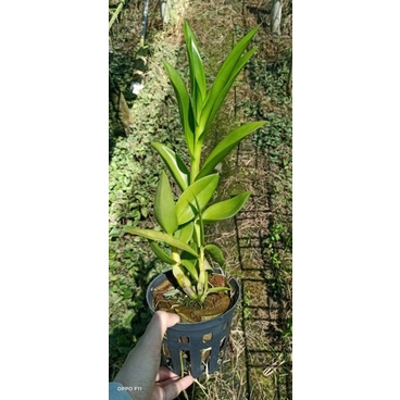 Hoa lan dendro nắng thỏ hồng cây trưởng thành đẹp