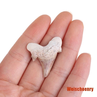 Răng Cá Mập Giảng Dạy Khoa Học Megalodon