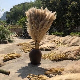 Bông lau xù màu xám tự nhiên phơi khô zie to