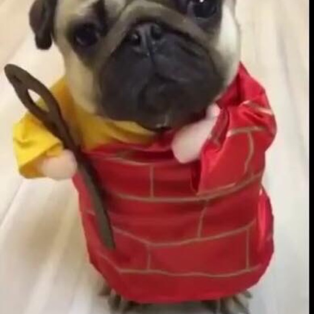 Áo thú cưng