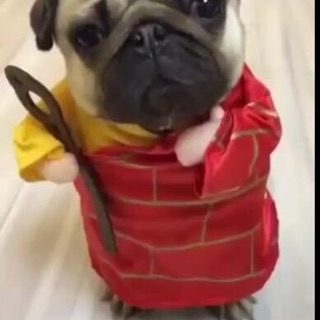 Áo thú cưng