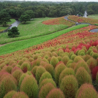 HẠT GIỐNG CỎ ĐỔI MÀU ( KOCHIA) 100 HẠT
