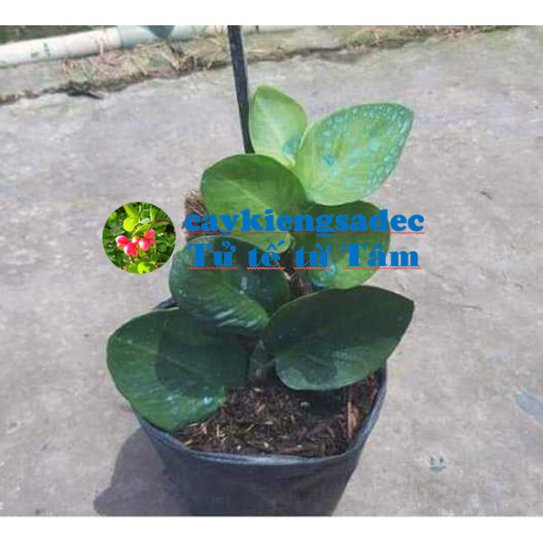Caykiengsadec - Dây leo Tắc kè thái+ tặng phân bón - hoa kiểng lá-trang trí nội thất cảnh quan sân vườn ngoài trời