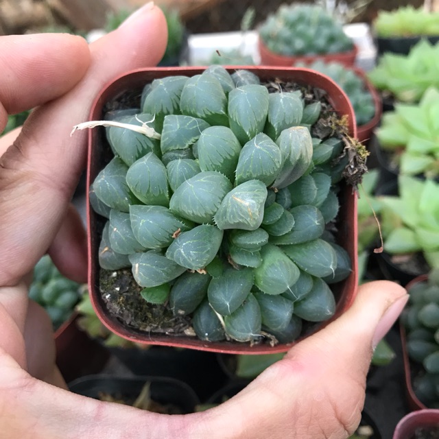 Sen đá kim cương lớn haworthia copeeri