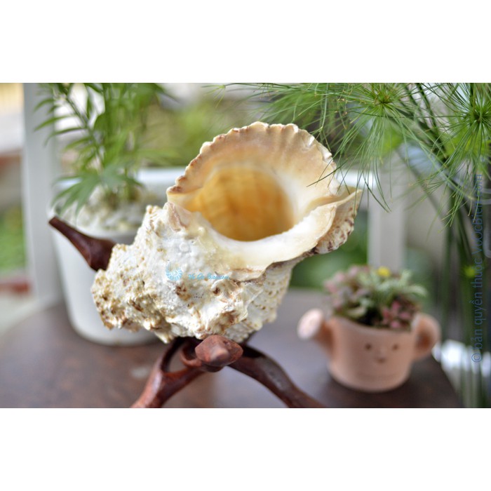 Kèn tù và – ốc tù và gai