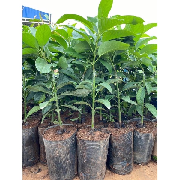 sét 10kg bầu ươm số lượng nhiều đủ các cỡ -hàng loại 1- giá ưu đãi