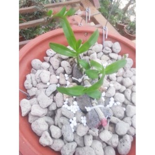 ĐÁ BỌT NÚI LỬA PUMICE STONE (1 kg) các cỡ