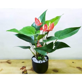 Chậu mềm hồng môn để bàn