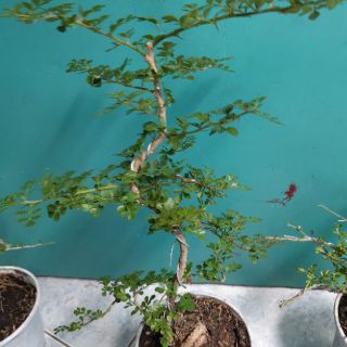Cây cần thăng bonsai mini