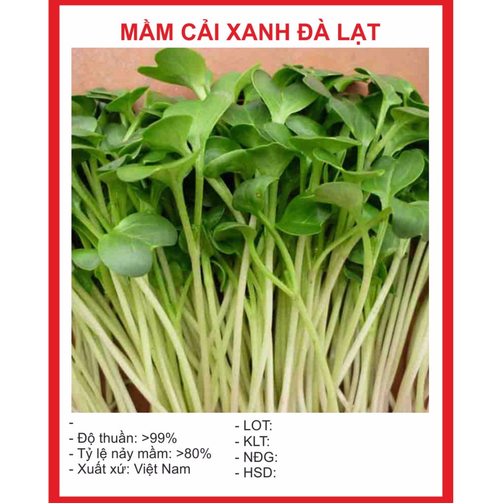 Hạt Giống Mầm Cải Xanh Đà Lạt 50gr