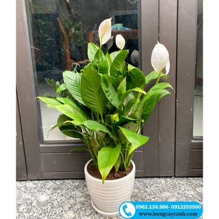 Cây hoa lan ý ii cây cảnh nội thất