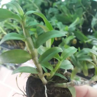 Phi điệp ám mắt đỏ