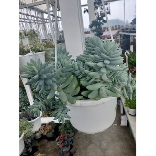 Sen đá sỏi cánh dài