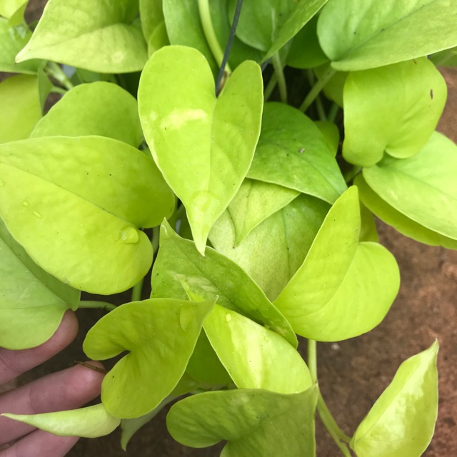 Trầu bà Thái - Neon Pothos