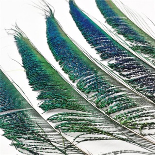 Lông rìa đẹp 50-60cm