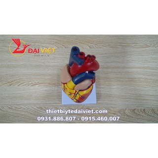 Mô hình giải phẫu trái tim người tỉ lệ 1:1