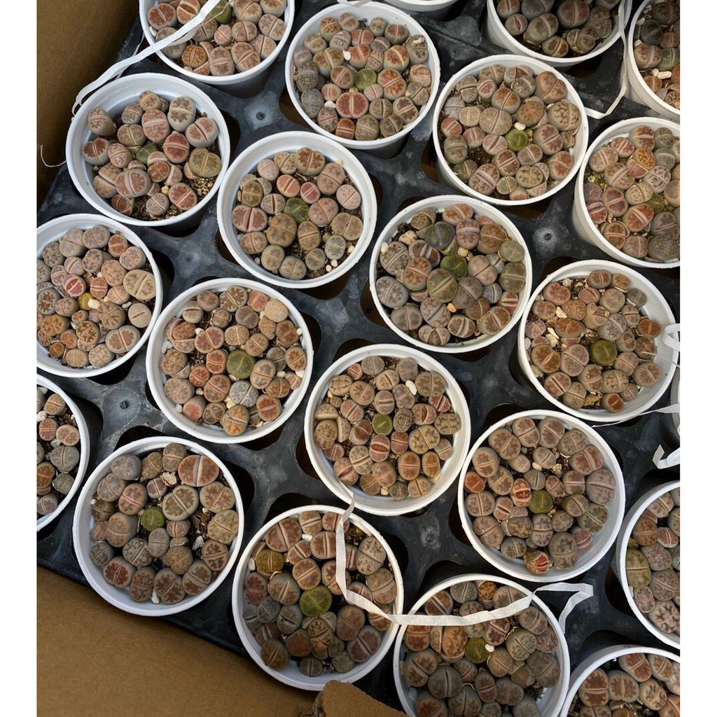 Chậu cây sen đá mông , sen thạch lan , sen đá Lithops gần 20 cây size nhỏ