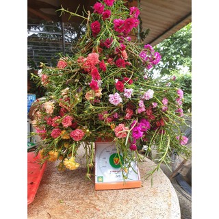 Chậu cây giống hoa Mười Giờ (10h) Thái kép mix đủ 10 màu trồng ổn định