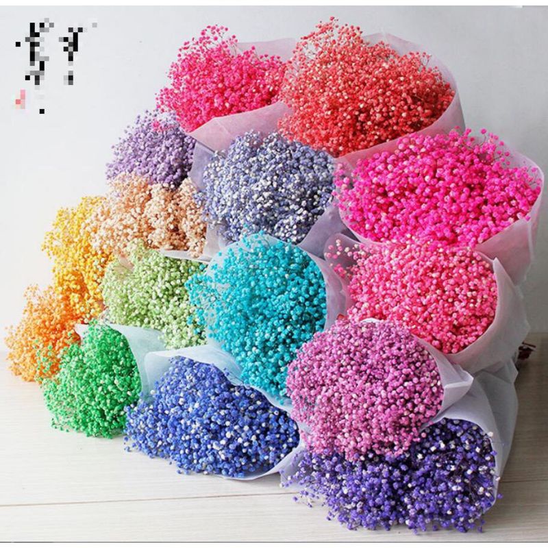 Hoa baby khô trang trí 5gr-10gr