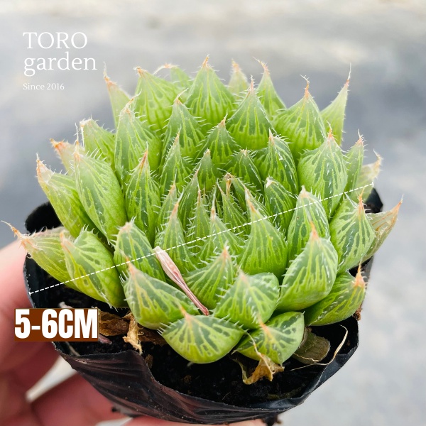 Sen đá dạ quang Đà Lạt size bé cây cảnh trang trí nhà cửa Toro garden