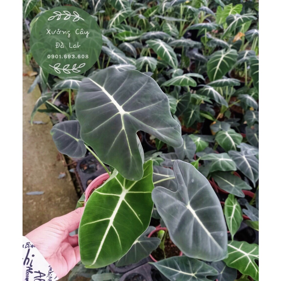 (Xưởng Cây Đà Lạt)- Cây Môn Nhung Lá Xanh (Alocasia Frydek), để bàn, decor, trang trí, dễ trồng, dễ chăm sóc
